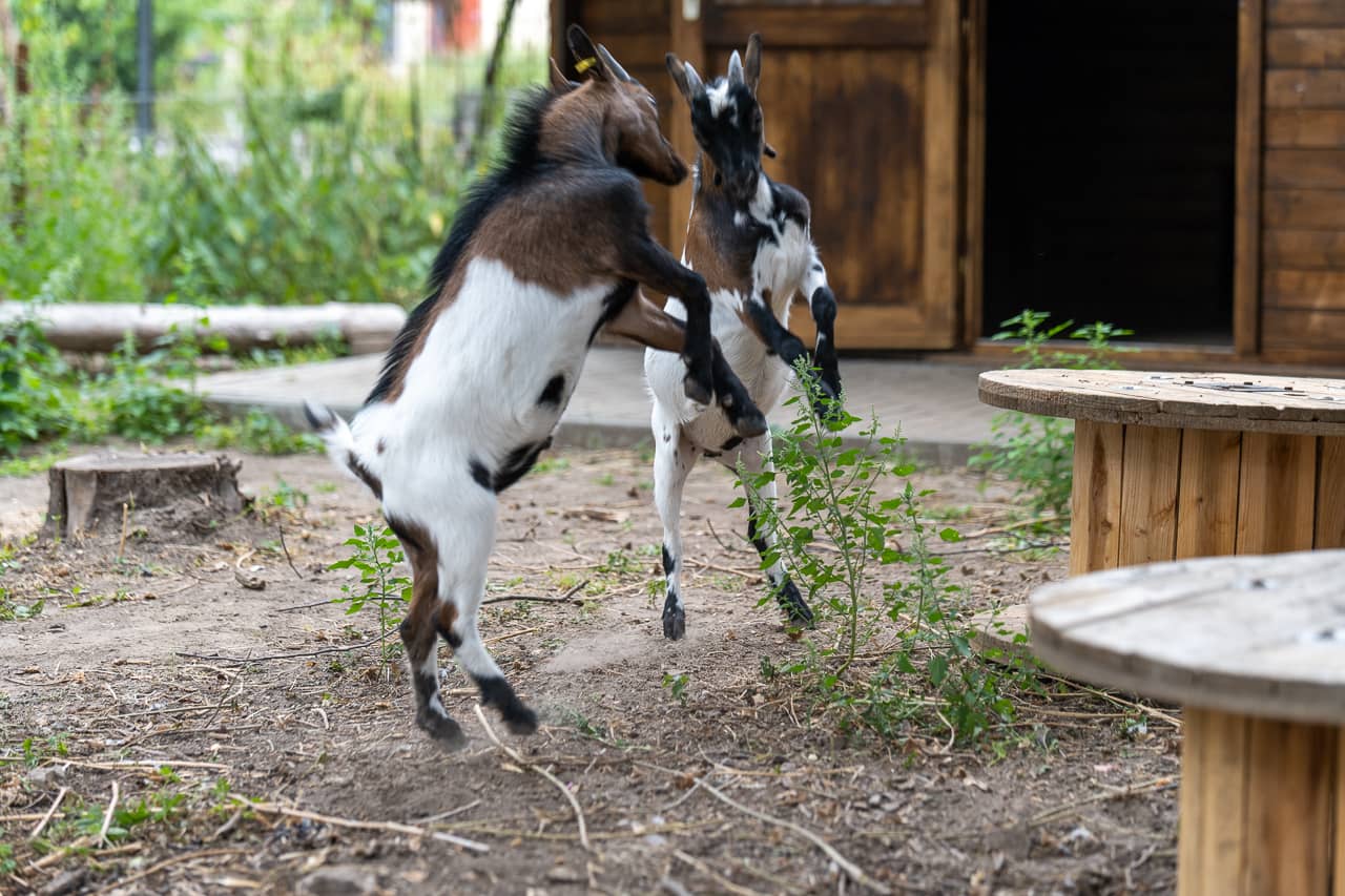 Spendenprojekt Zwergziegen der Karl Immanuel Küpper-Stiftung Spendenprojekt Zwergziegen der Karl Immanuel Küpper-Stiftung