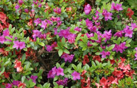 Gartenwerk | Karl Immanuel Küpper-Stiftung Karl Immanuel Küpper-Stiftung - Tagesstruktur - Gartenwerk - 10