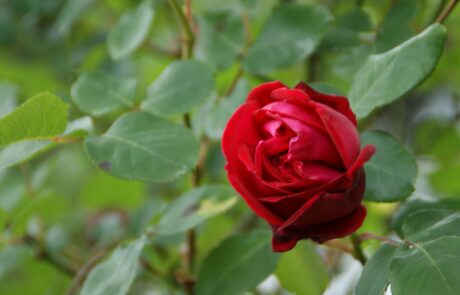 Gartenwerk | Karl Immanuel Küpper-Stiftung Karl Immanuel Küpper-Stiftung - Tagesstruktur - Gartenwerk - 08