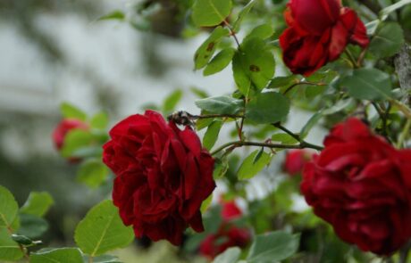 Gartenwerk | Karl Immanuel Küpper-Stiftung Karl Immanuel Küpper-Stiftung - Tagesstruktur - Gartenwerk - 07