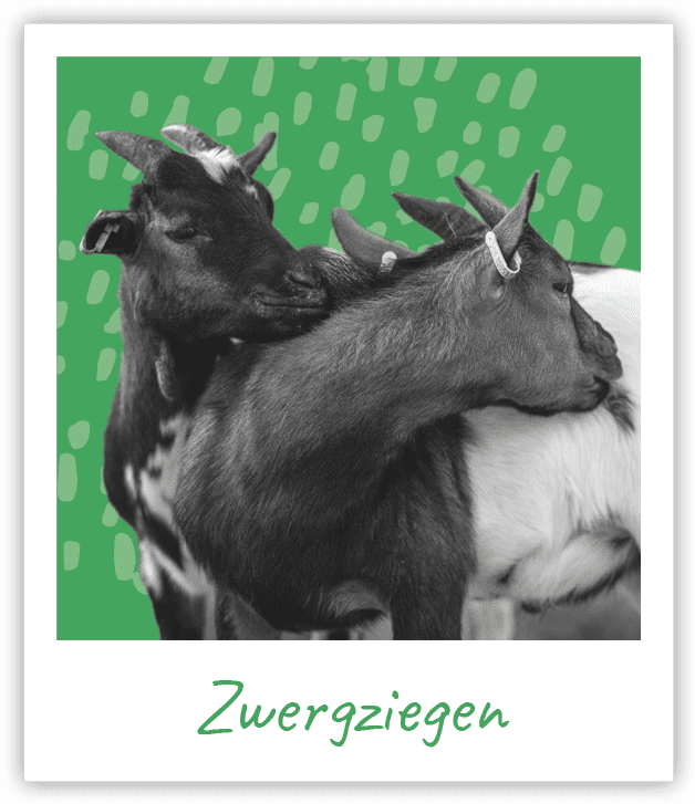Karl Immanuel Küpper-Stiftung Spendenprojekt Zwergziegen