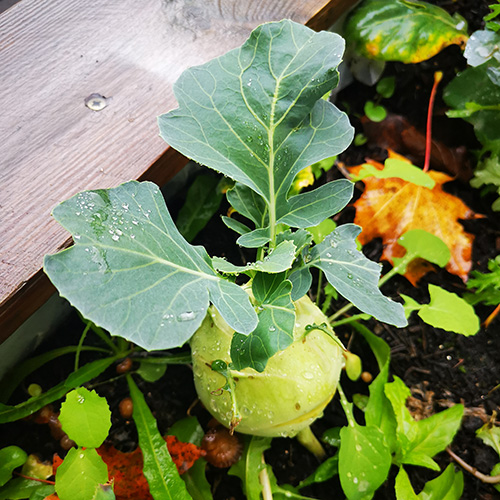 Gartenwerk | Karl Immanuel Küpper-Stiftung