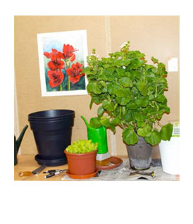 Gartenwerk | Karl Immanuel Küpper-Stiftung